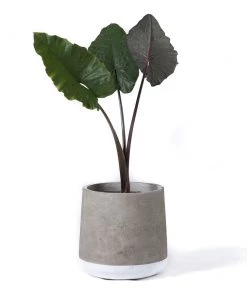 SLH DÉCOR Concrete Planter Large White Band