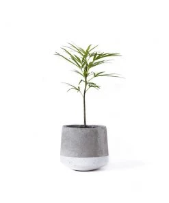 SLH Concrete Planter Small White Band