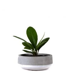 SLH Concrete Bowl White Band