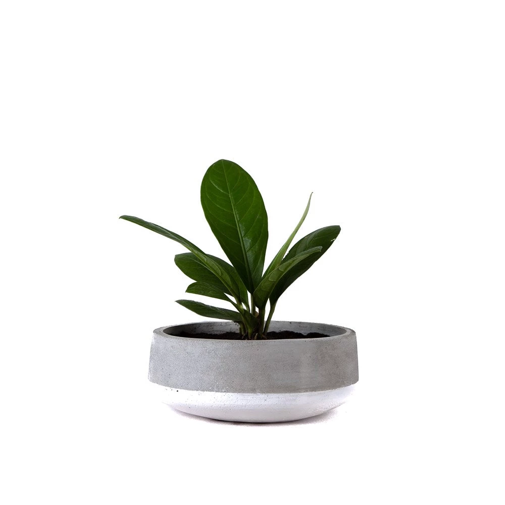 SLH Concrete Bowl White Band 2 SLH Concrete Bowl White Band