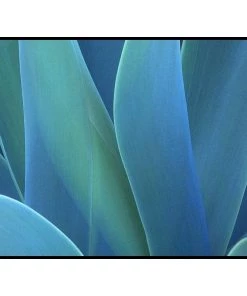 SLH Agave DÉCOR
