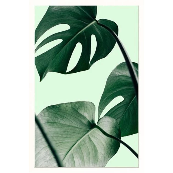 SLH Monstera Detail 1 SLH Monstera Detail