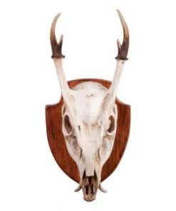 SLH Tribal Small Deer Skull On Plaque DÉCOR