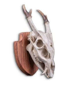 SLH Tribal Small Deer Skull On Plaque DÉCOR