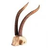 SLH Tribal Gazelle Horns Decor