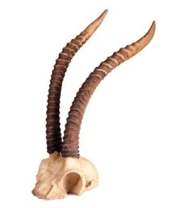 SLH Tribal Gazelle Horns Decor